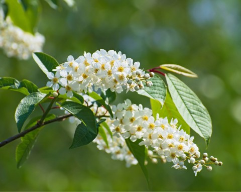 Czeremcha amerykańska (Prunus serotina)