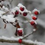 Rośliny, O KWIATACH ZIMĄ...