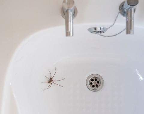 Dlaczego w domu jest dużo pająków? W prosty i naturalny sposób wypłoszysz wszystkie