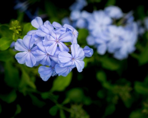 Ołownik uszkowaty (Plumbago auriculata)