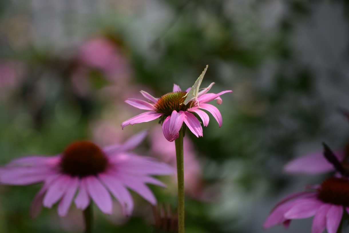 Rośliny, ECHINACEA...