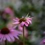 Rośliny, ECHINACEA...