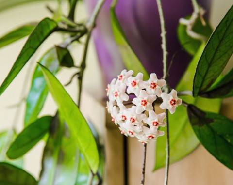 Wsypuj do doniczki już w zimie. Hoja będzie pięknie wyglądała i szybciej zakwitnie