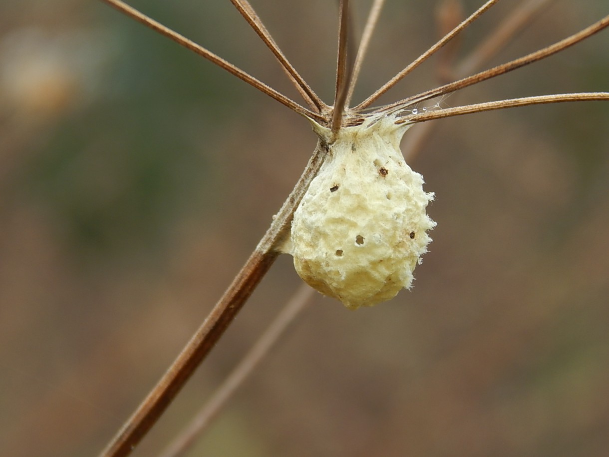 Leśne klimaty, JESIEŃ ARTYSTKA