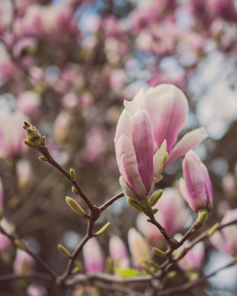 Rośliny, Urocza magnolia - Magnolia