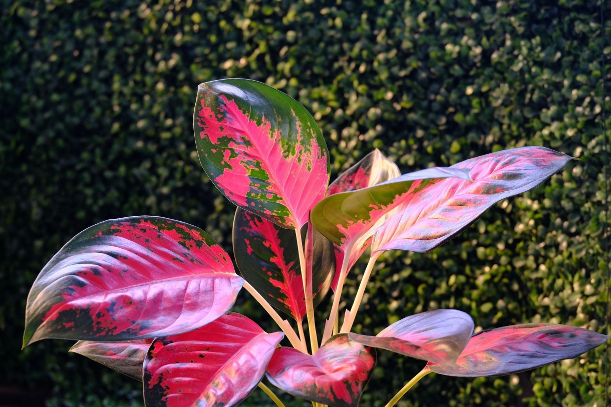 Dekoracje, Różowa aglaonema - aglaonema