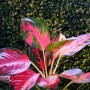 Dekoracje, Różowa aglaonema - aglaonema