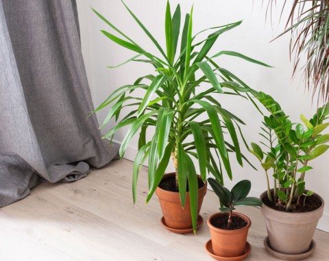 Egzotyczny kwiat nazywany stopą słonia. Jakie wymagania ma juka gwatemalska?