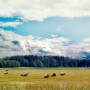 Leśne klimaty, Natura