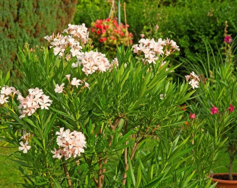 Jak dobrze przezimować oleander? Fachowe porady porady od specjalisty