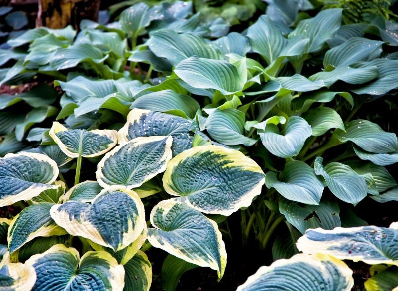 Dla funkii groźny nie jest mróz, tylko znaczne wahania temperatur.