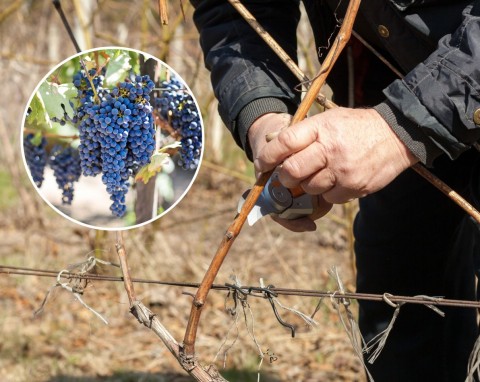 Przycinanie winorośli zimą. Jakie są skutki złego przycinania winogron