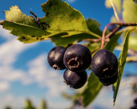 Piękna o każdej porze roku. Świdośliwa olcholistna – odmiany, sadzenie i wymagania