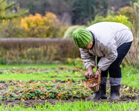 Świeży obornik stosujemy w ogrodzie tylko jesienią. Potrafi zdziałać cuda, ale nie wszędzie się nadaje