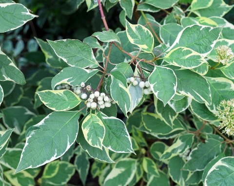 Dereń biały (Cornus alba)