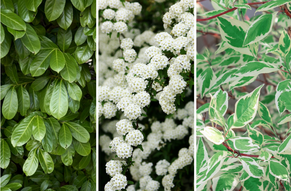 żywopłot liściasty