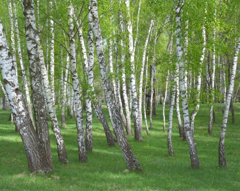 Brzoza brodawkowata (Betula pendula)