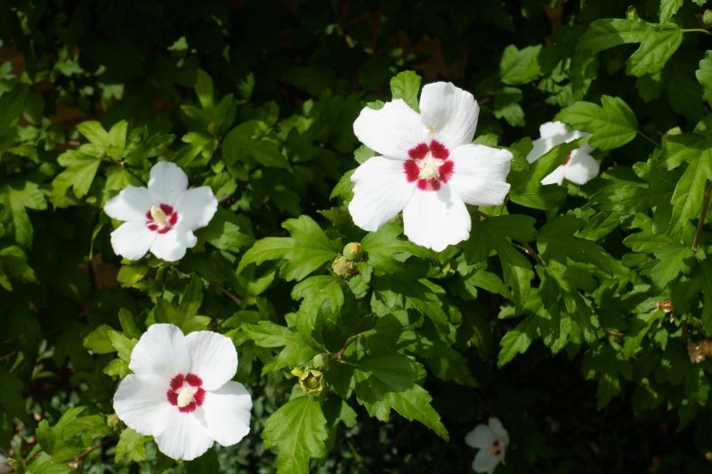 Hibiskus ogrodowy nie jest wymagający, ale potrzebuje systematycznego nawożenia.