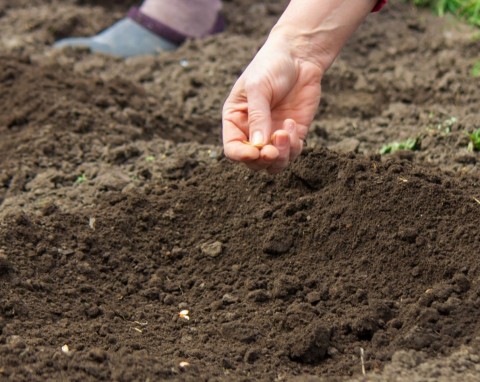 Ziemia humus - do jakich roślin się nadaje? Właściwości i zalety stosowania ziemi próchniczej