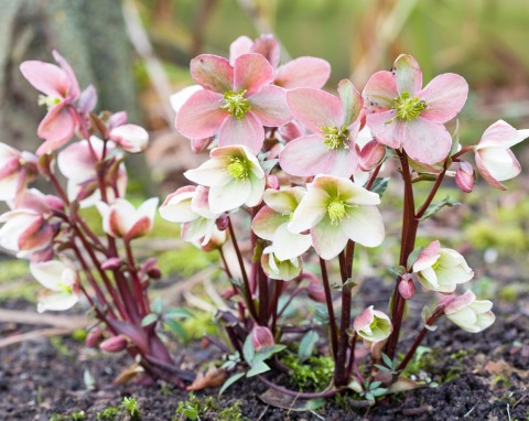 Rozmnażanie ciemierników. Dwa sposoby, by za darmo powiększyć kolekcję kwiatów