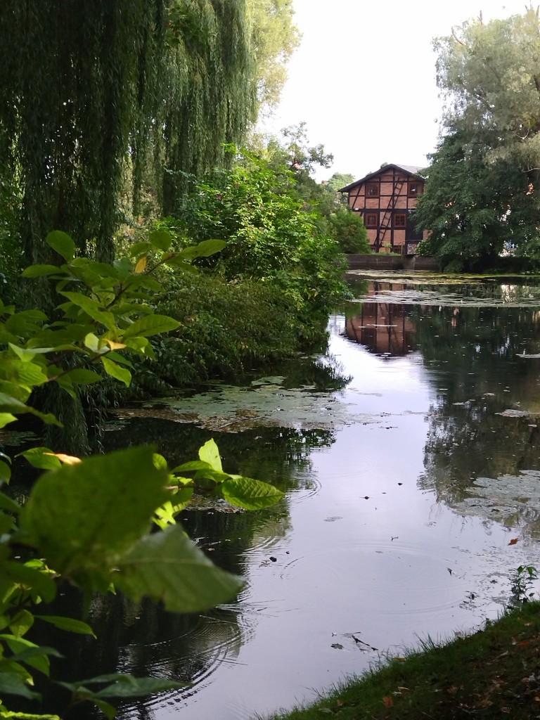 Rośliny, Już październik.................. - Czas  szybko mija ................nie zauważyłam kiedy lato minęło ...............kiedy wakacje się skończyły .............nadeszła jesień..............kolorowa................mglista..............tajemnicza.............prawie nierzeczywista...............