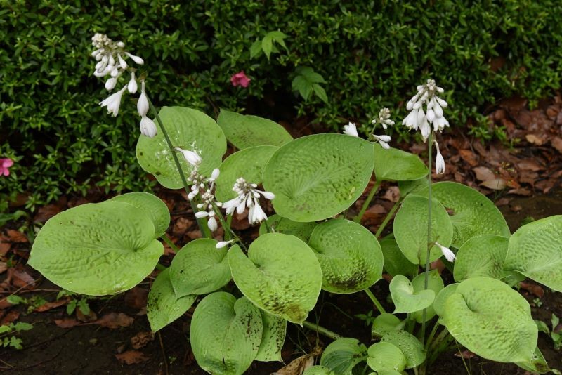 Przycinanie kwiatów host pobudza je do wzrostu i rozbudowy korzeni.