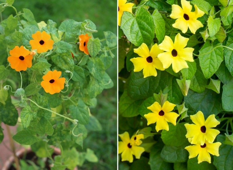 uprawa i pielęgnacja tunbergii oskrzydlonej