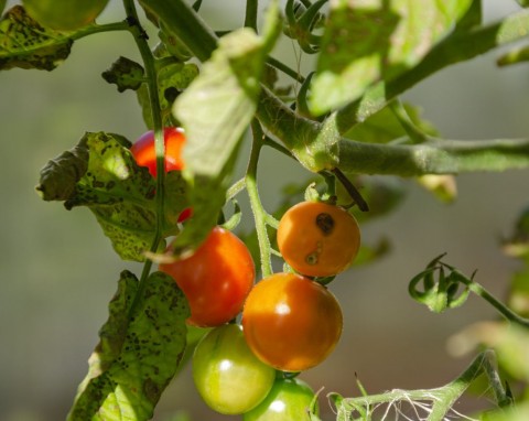 Szara pleśń widmowa. Sezonowa zmora pomidorów, jak uchronić pomidory przed gniciem?