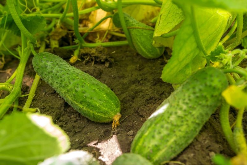 Domowy nawóz z czerstwego chleba poprawi plonowanie ogórków.