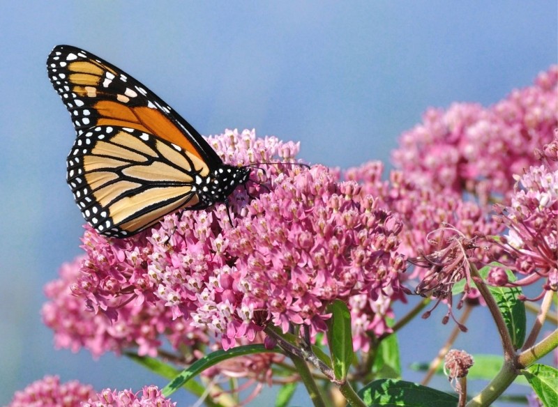 jak uprawiać trojeść krwistą