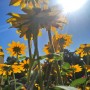 Balkon, Lato na balkonie.............moje datury........... - ...................rudbekia..............