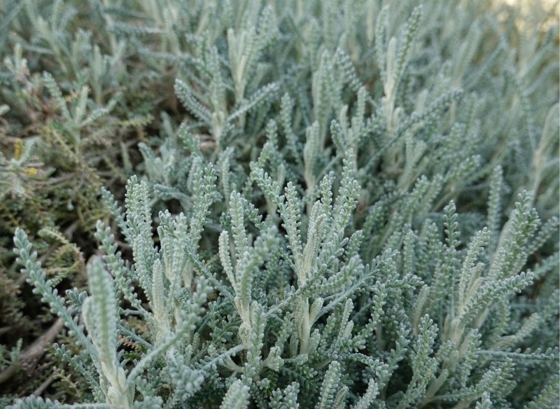 zastosowanie santoliny