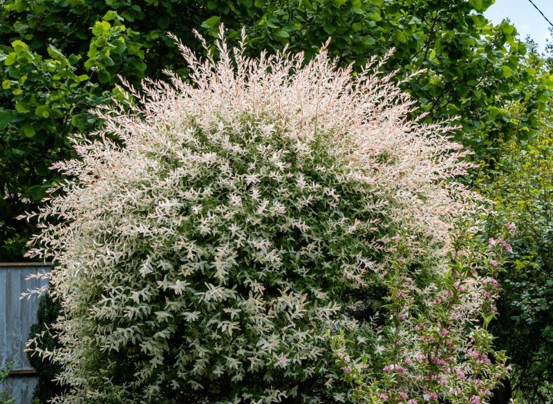 Wierzba 'Hakuro-nishiki' zachwyca kulistą koroną.