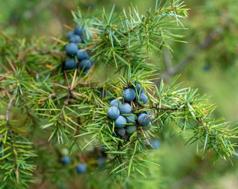 Jałowiec pospolity (Juniperus communis)