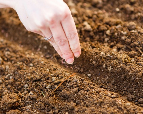 7 starych odmian warzyw, o których ogrodnicy zapomnieli. Warto je mieć w ogrodzie