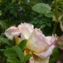 Pozostałe, Lipcowe ogrodowe fotki............... - ..........i herbaciana róża..............