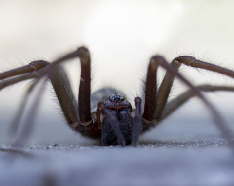 Niezawodne sposoby na pająki. Jak pozbyć się pajęczaków z domu?