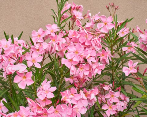 Nie wystarczy przenieść oleandra w cieplejsze miejsce. Bez tego nie przetrwa zimy