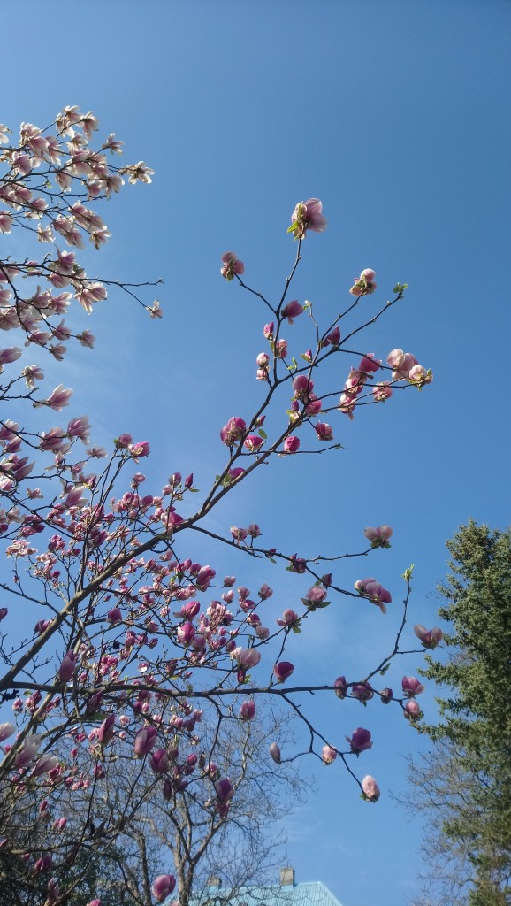 Rośliny, Czas na magnolie.....................