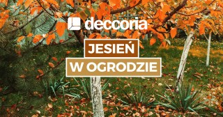 Jesień w ogrodzie