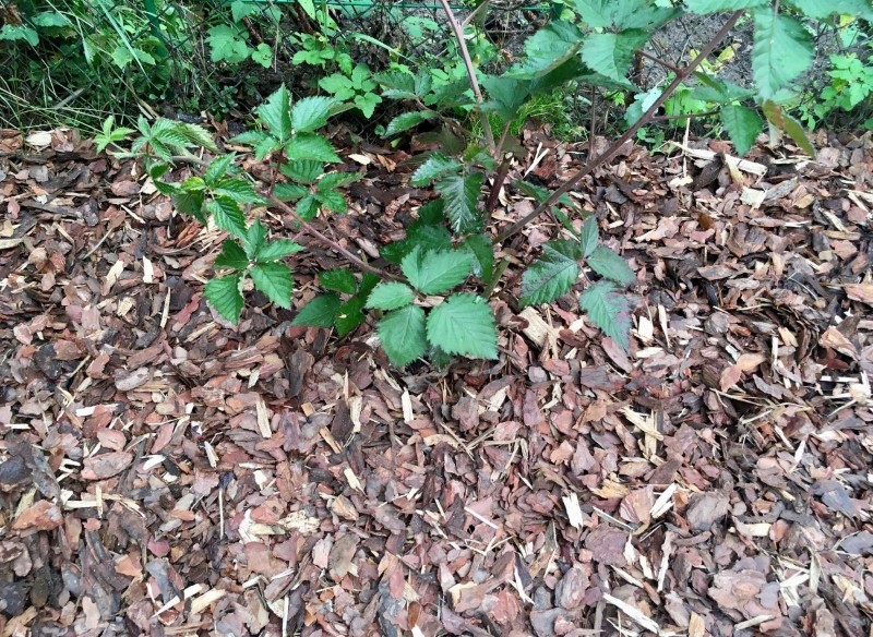 ściółkowanie malin 