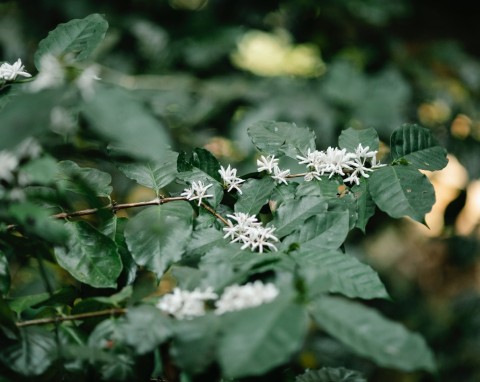 Kawa arabska (Coffea arabica)