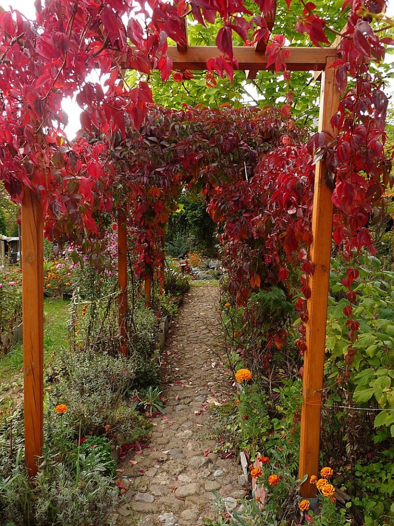 Pozostałe, Jesienny ogród - pergola w ogniu