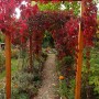 Pozostałe, Jesienny ogród - pergola w ogniu