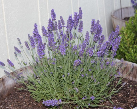 Zbyt ostre cięcie na jesień i wiosną nie odrośnie. Jak uratować zmarnowana lawendę?