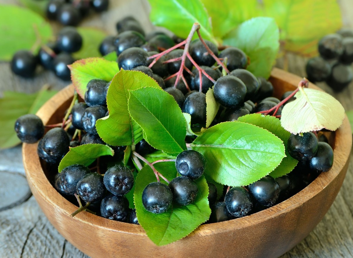aronia