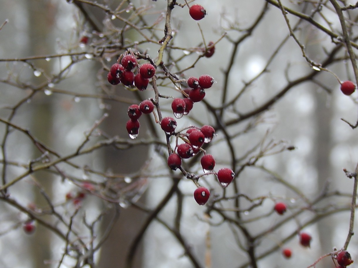 Leśne klimaty, WINTER ART ...