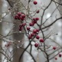 Leśne klimaty, WINTER ART ...