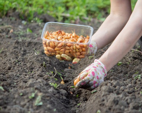 Jak posadzić cebulę, żeby mieć duże plony? Fachowe rady ogrodnika