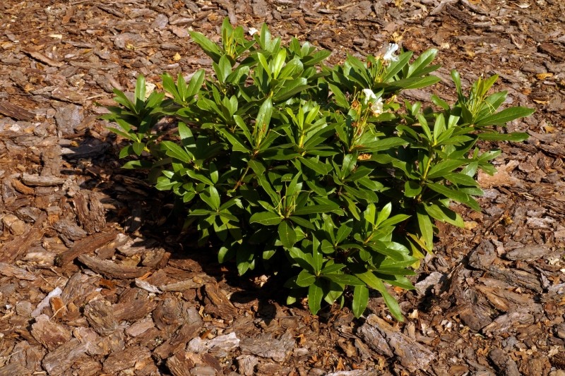 jak zakwasić glebę